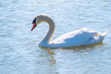 Graceful white Swan swimming in the lake, swans in the wild. Portrait of a white swan swimming on a lake.
