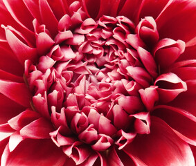 red flower close up