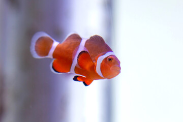熱帯魚カクレクマノミの写真　白背景