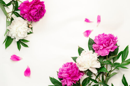 Pink and white peonies on white background. Top view, copy space - Image