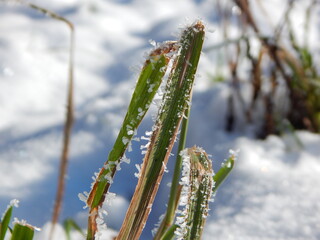 grass and snow