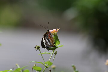 butterfly on a flower
