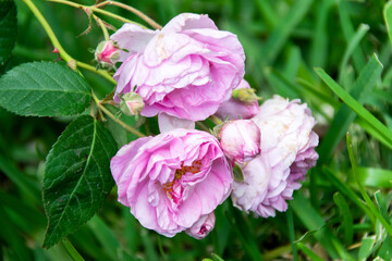 Bouquet of small wild roses in tropical garden of Central America, organic gift natural and aromatic flowers.