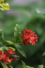 red and yellow flower