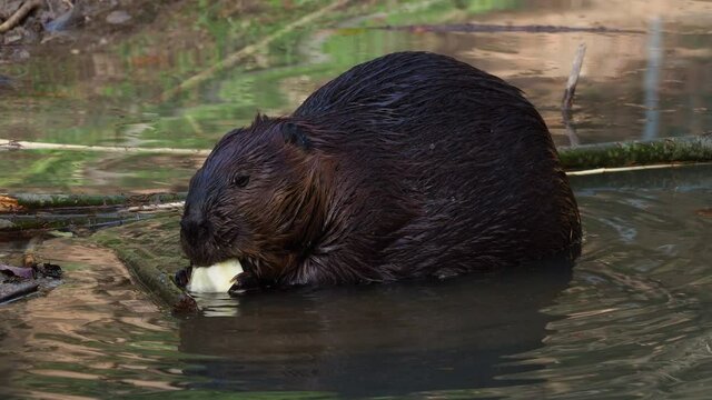 Beaver eating apple. Animal sitting in lake, Static shot