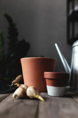 Ceramic pots on an old gray wooden table, tulip bulbs, watering can