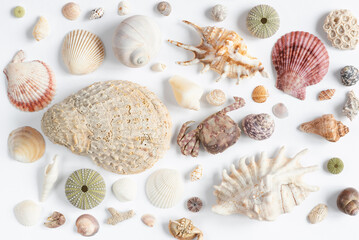 Various sea shells on a white backdrop. Natural marine theme background with copy space.