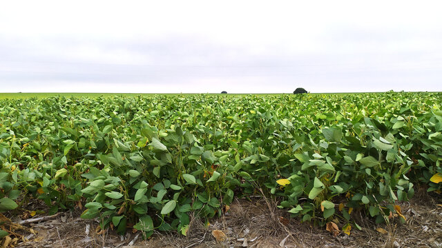 field with soybean plants
