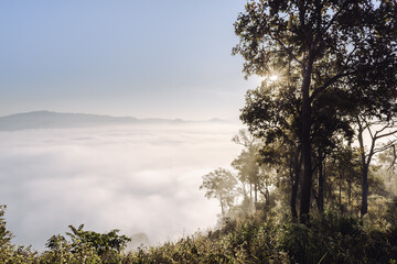 Mountain Hill Scenery View and Foggy  at Morning Sunrise, Beautiful Scene of Nature Landscape With Woodland in The Mist. Natural Mountains Tree Plants and Environment Ecosystem of The Forest