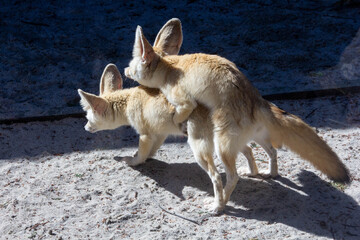 交尾中のフェネックギツネ動物野生生物写真動物園