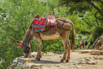 Naklejka premium Donkey Crete Greece