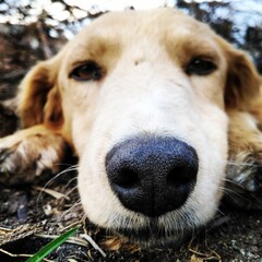 Canino Golden adorable 