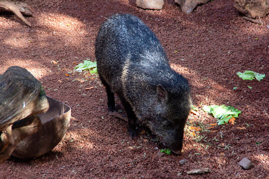 8 069 Best イノシシ Images Stock Photos Vectors Adobe Stock