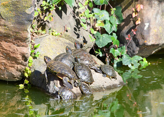 Many Pond Slider Turtles sunning on a rock in murky pond water, tall rocks piled behind with green ivy plants growing on them.