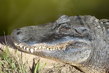 Naklejka premium Alligator head looking left