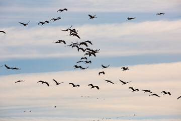 Common cranes flying to breeding grounds, seasonal spring bird migration