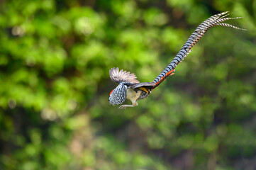Lady Amherst's pheasant (Chrysolophus amherstiae) A beautiful long tailed pheasant