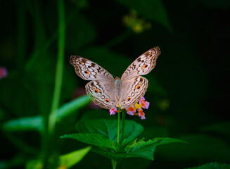 unonia atlites, the grey pansy, is a species of nymphalid butterfly found in South Asia.
