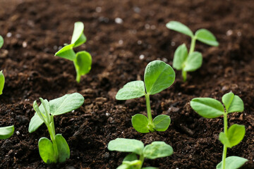 Plants growing in garden outdoors
