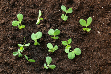 Plants growing in garden outdoors