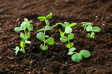 Plants growing in garden outdoors