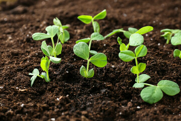 Plants growing in garden outdoors