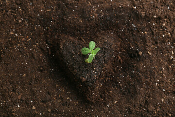 Plant growing in garden outdoors