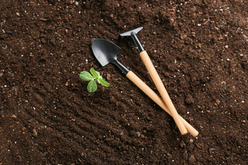 Gardening tools on soil with growing plant