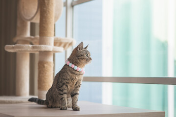 Cute cat sitting on wooden table and looking through the window