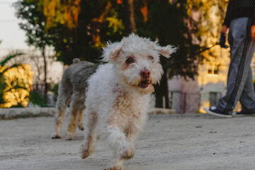perrito con pelaje chino el cual esta paseando en un parque con perritos de fondo