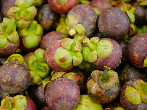 Selective focus of mangosteen ( Garcinia mangostana ), also known as the purple mangosteen, a tropical edible evergreen fruit