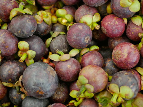 Selective focus of mangosteen ( Garcinia mangostana ), also known as the purple mangosteen, a tropical edible evergreen fruit
