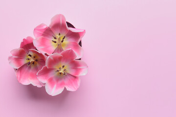 Fototapeta na wymiar Box with tulip beautiful flowers on color background