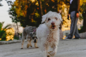 perrito con pelaje chino el cual esta paseando en un parque con perritos de fondo