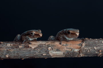 Tadpole on a log on a black background.