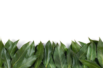 Fototapeta na wymiar horizontal border of green leaves on white background. natural flat layout design. top view, flatlay