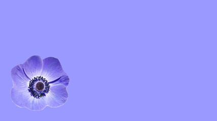 Isolated single Anemone Coronaria Blue Poppy flower on blue background. Greeting card template.