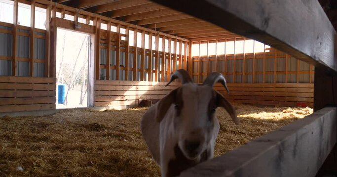 Long horned goat in a wooden barn peeping in between the wood space, Male goat inside a wooden barn with the dry grass