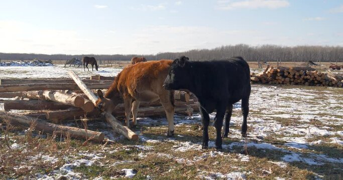 Calf eating grass covered with the snow. Environmental degradation and forest deforestation of logging trees during winter. tree harvesting in winter.