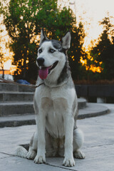 perrito de raza husky siberiano sentado en un parque con la luz del atardecer de fondo