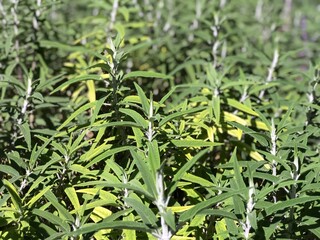 Leaves of the plant  in the garden, background 