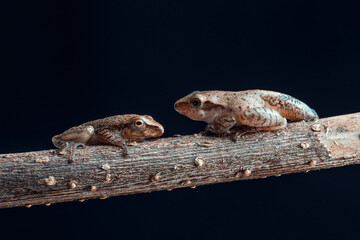 Tadpole on a log on a black background.