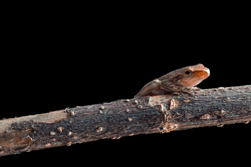 Tadpole on a log on a black background.