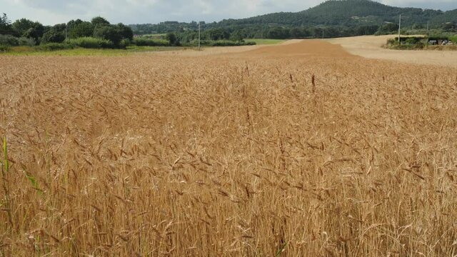 Ears in wheat fields ready for harvest swaing in the wind in summer in Italy tilt wide angle