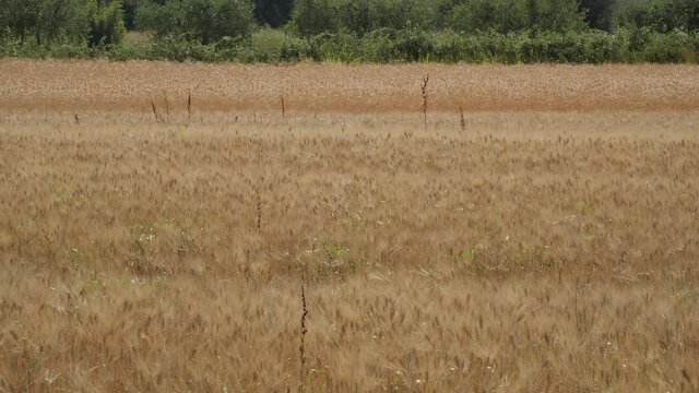 Ears in wheat fields ready for harvest swaing in the wind in summer in Italy pan wide angle
