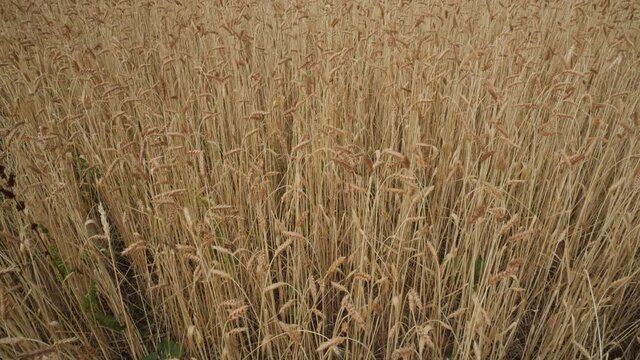 Ear in wheat fields ready for harvest swaing in the wind in summer in Italy tilt on rural landscape