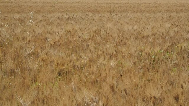 Ears in wheat fields ready for harvest swaing in the wind in summer in Italy wide angle