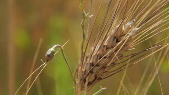 Ear in wheat fields ready for harvest swaing in the wind in summer in Italy tilt close up