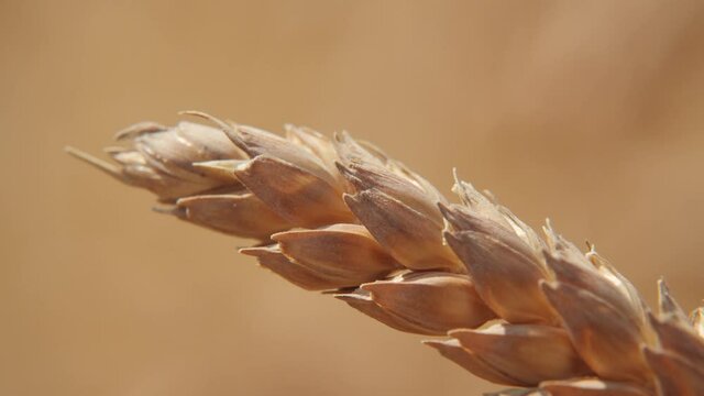 Single ear in wheat fields ready for harvest swaing in the wind in summer in Italy steady shot close up grains bokeh