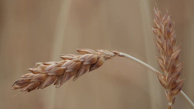 Ears in wheat fields ready for harvest swaing in the wind in summer in Italy steady shot close up bokeh